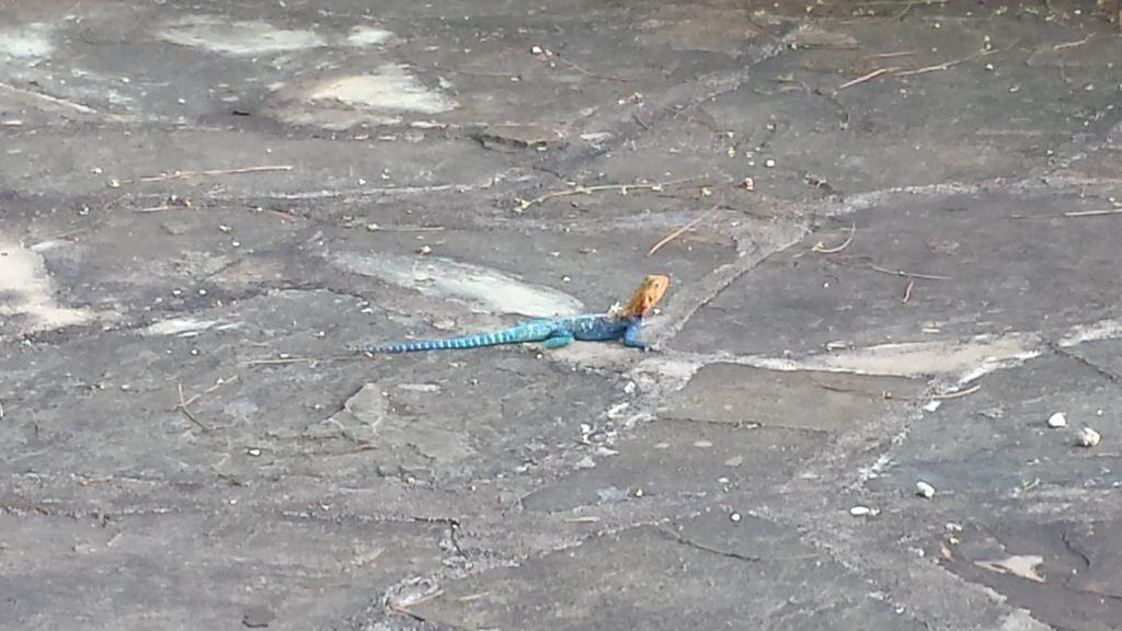 Villa Fortuna Malindi Buitenkant foto